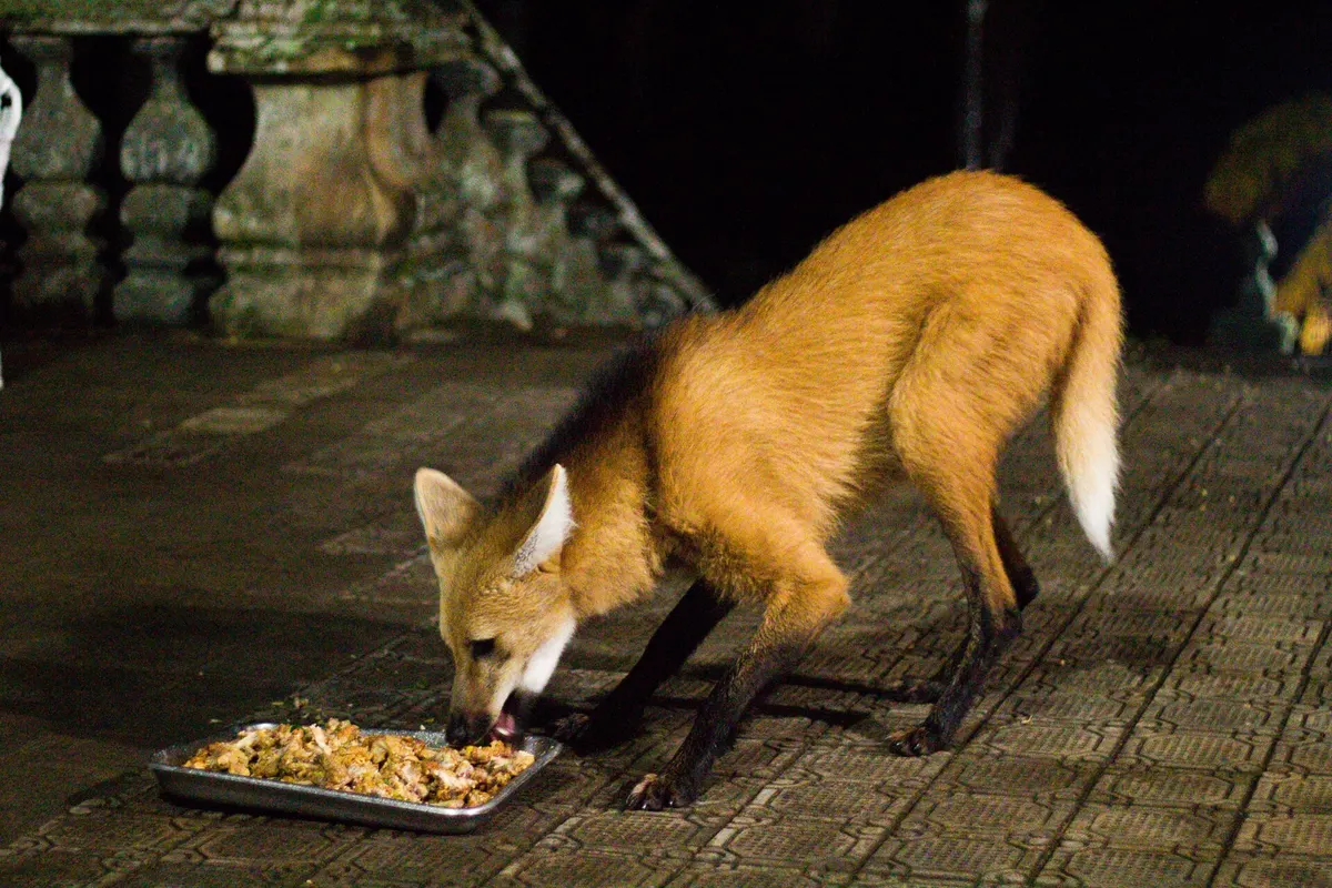 Lobo-guará no adro do Santuário do Caraça, à noite